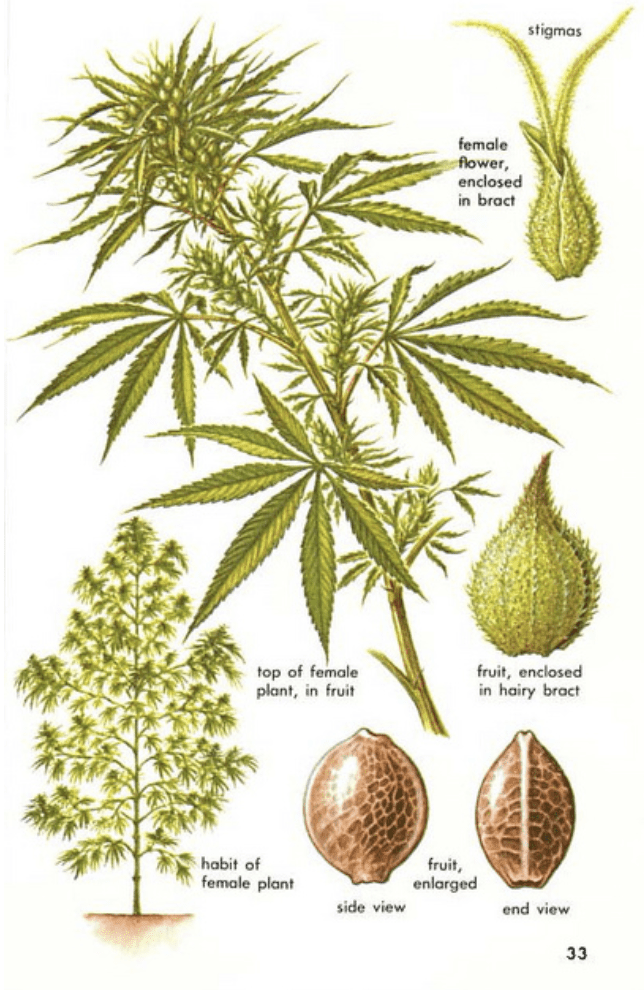 Cannabis Anatomy 101 | Dockside Cannabis Blog | Dockside Cannabis