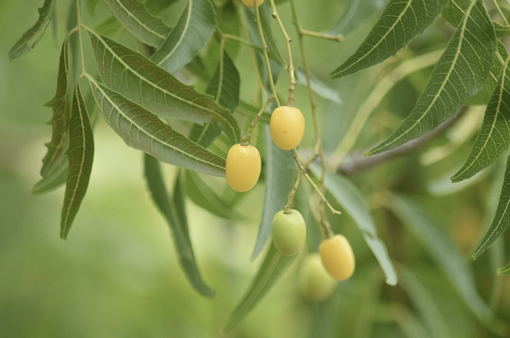 canna-lexicon-neem-oil-dockside-cannabis