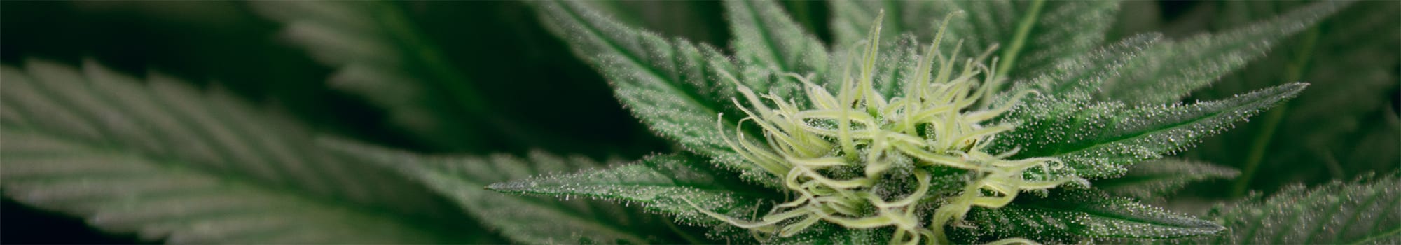 Microdosing Cannabis 101 | Blog | Dockside Cannabis